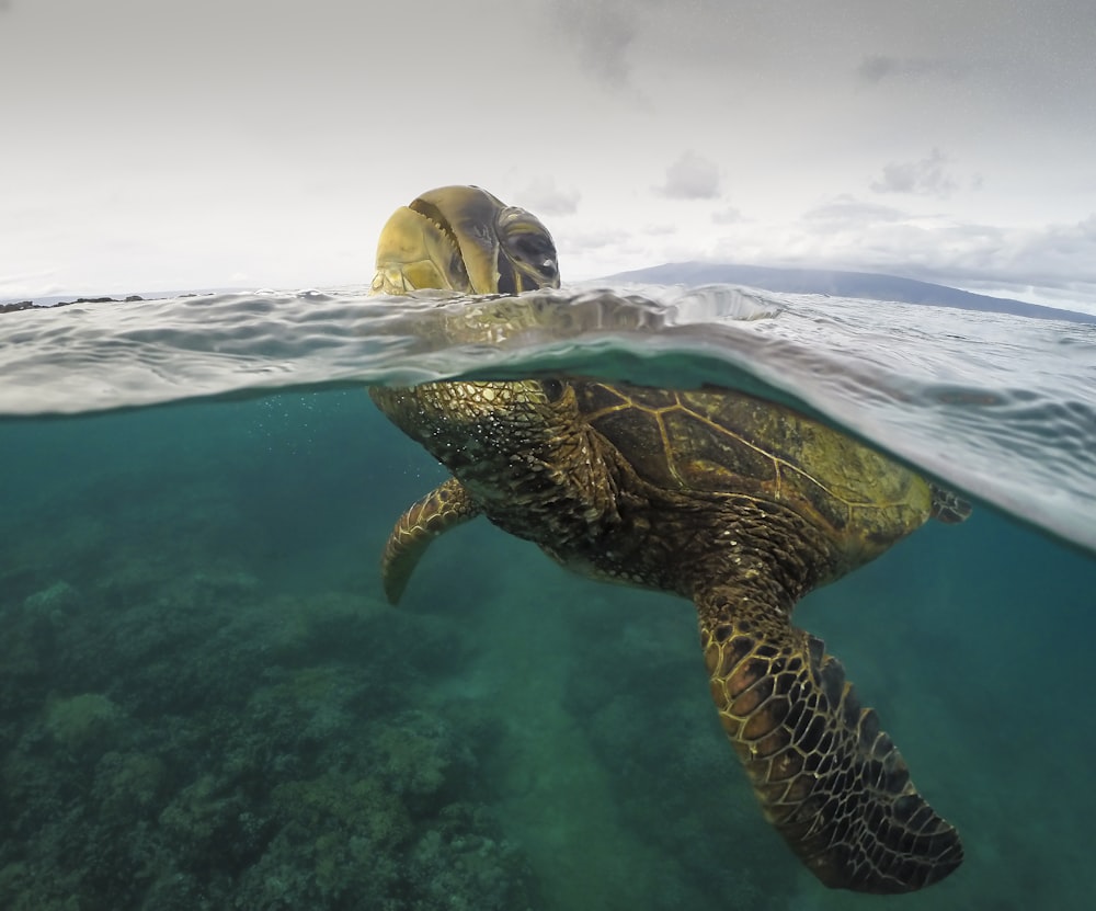 Gelbe und schwarze Schildkröte im Wasser