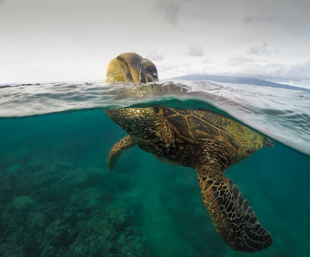 yellow and black turtle in water