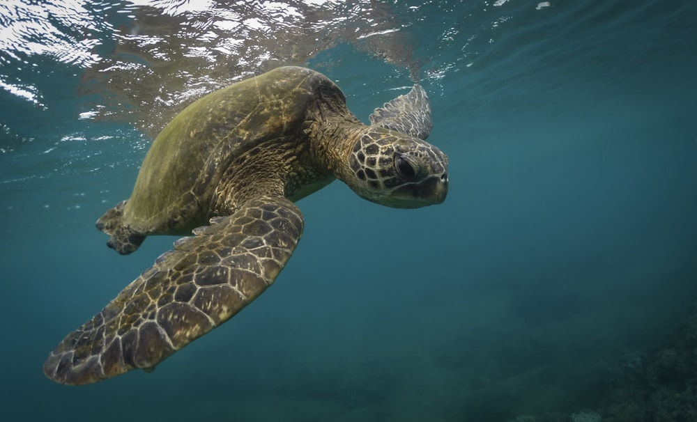 brown and green turtle in water