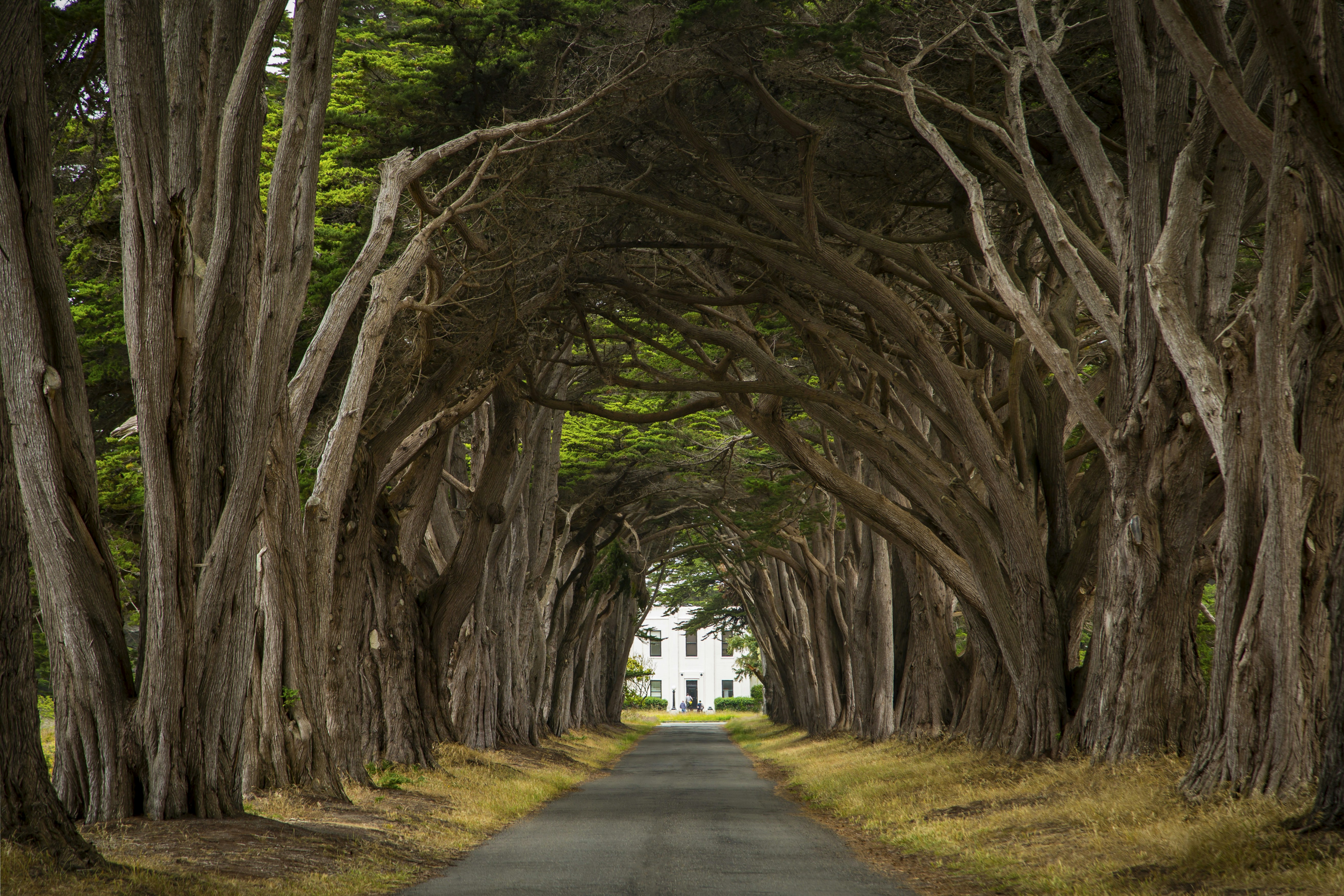 Cypress Tree Tunnel photo spot