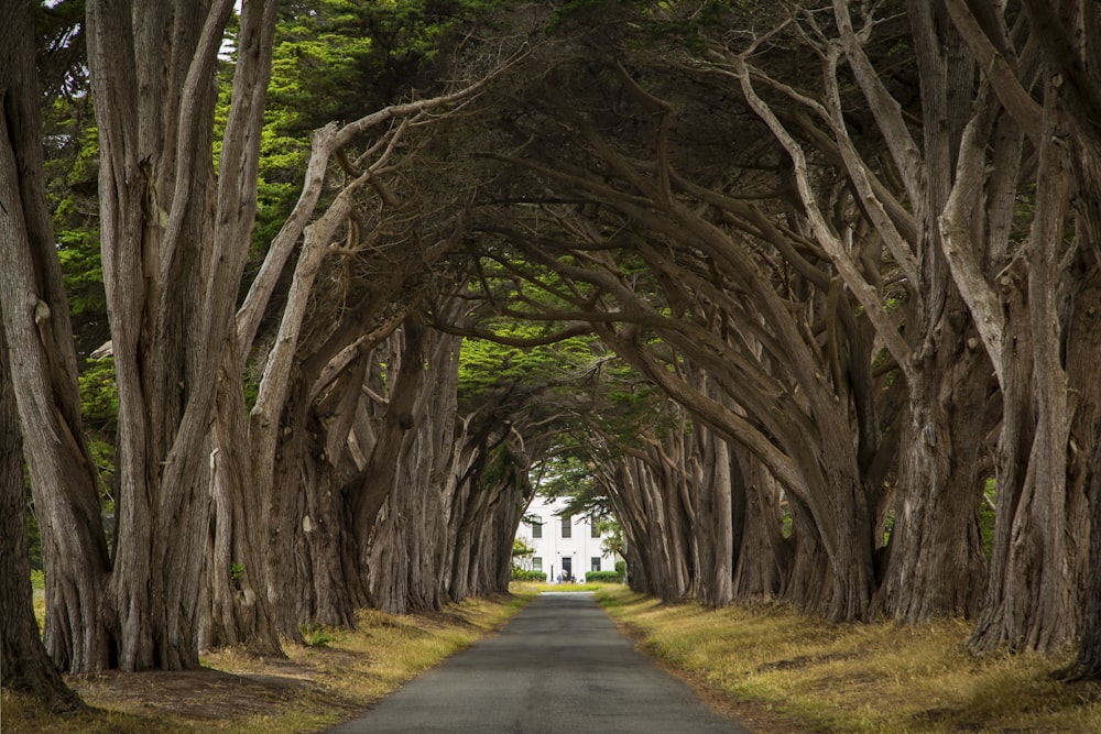 gray concrete road between trees during daytime