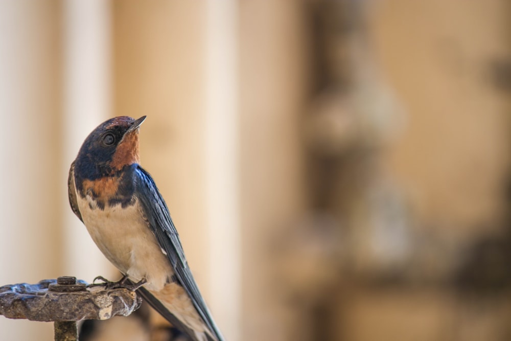 blue and brown bird on tree branch