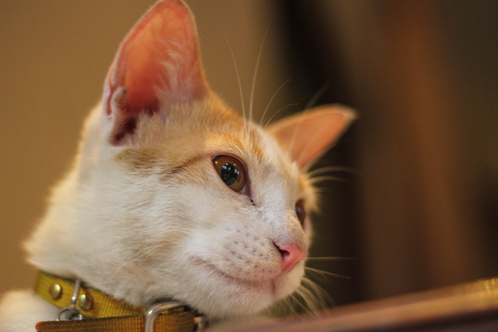 orange and white tabby cat