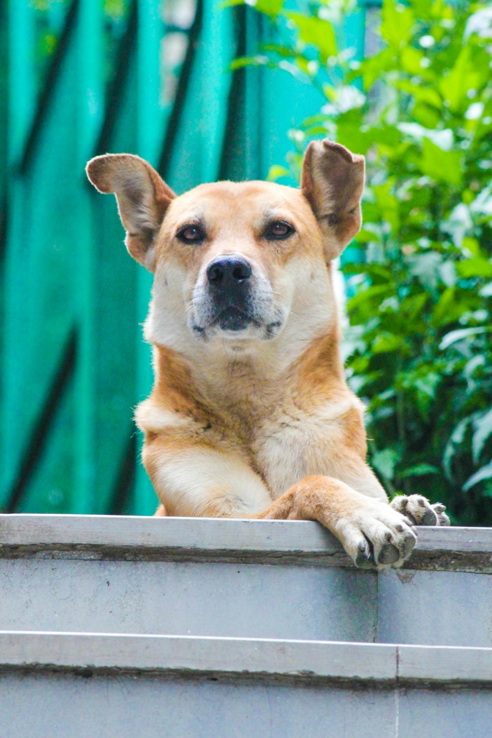 brown and white short coated dog lying on concrete surface during daytime