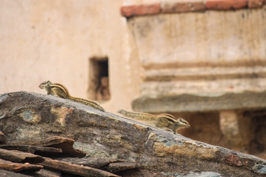 brown frog on brown rock in Kumbhalgarh India