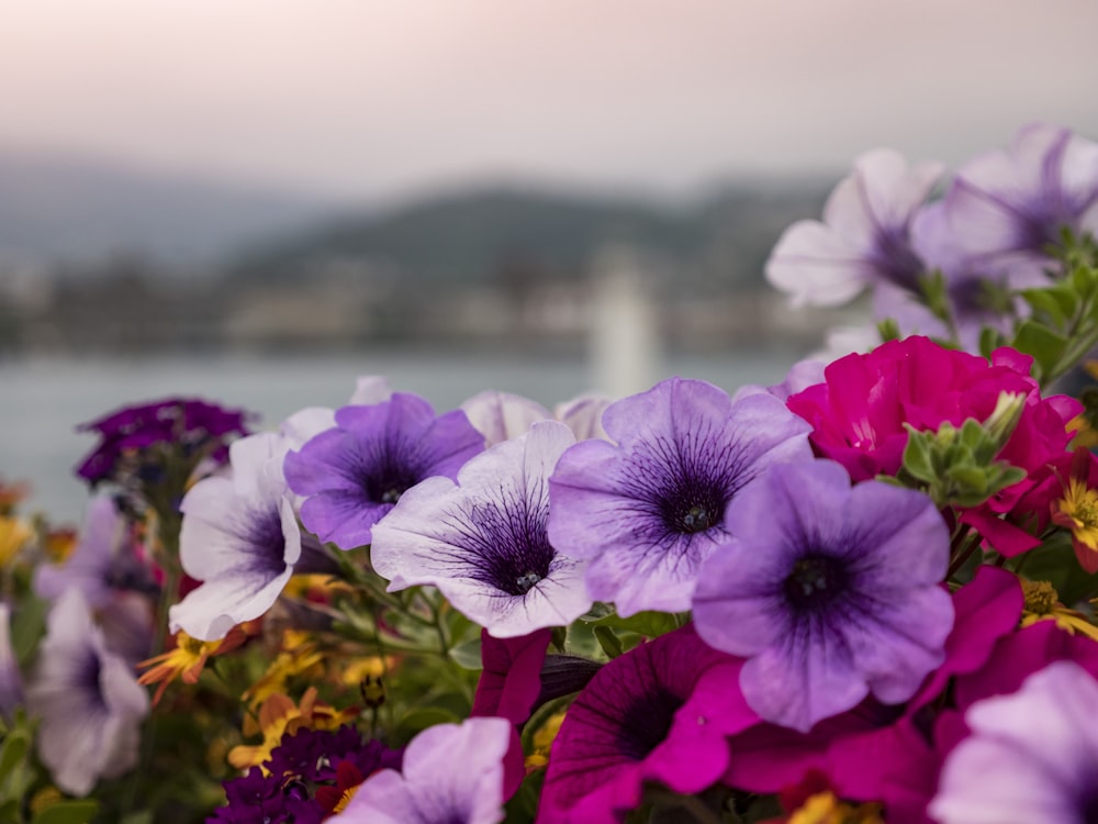 purple flowers on a sunny day