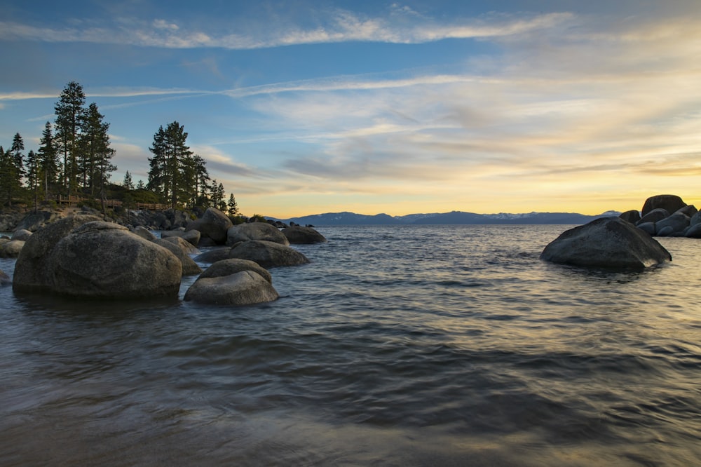 green trees on rocky shore during daytime