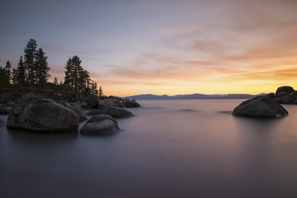 green tree on gray rock formation near body of water during sunset