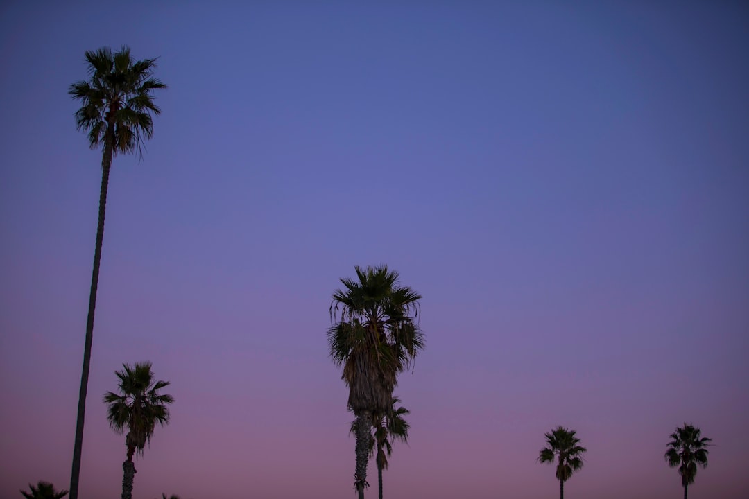 palm tree under blue sky during daytime