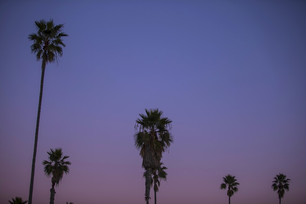 palm tree under blue sky during daytime