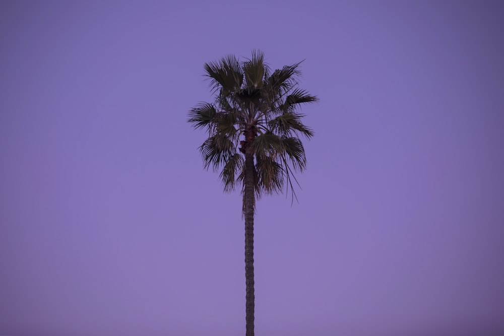 green palm tree under blue sky during daytime