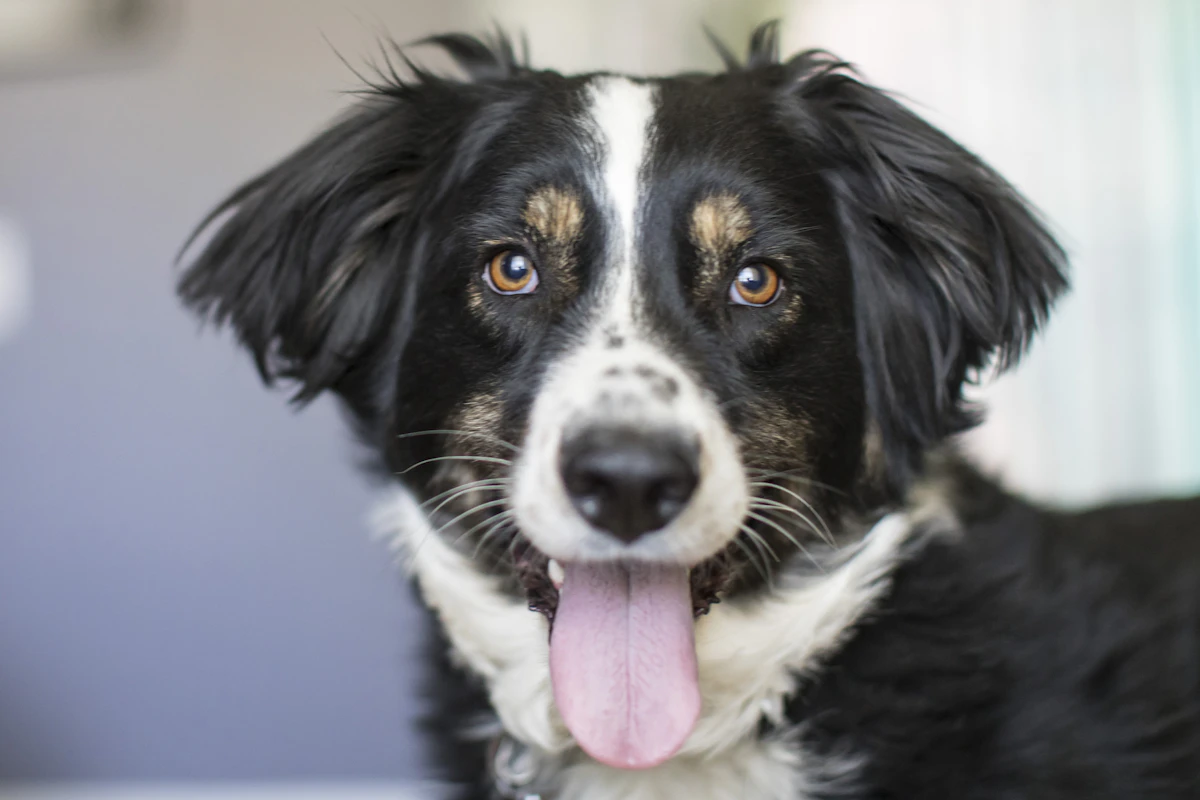 IDEXX Neo vs Cornerstone for Vet Clinics: 3-Way Review 2026