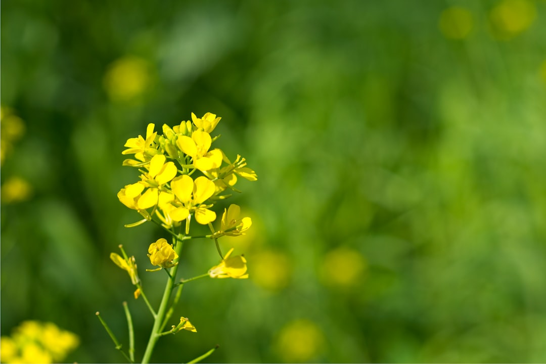 yellow flower in tilt shift lens