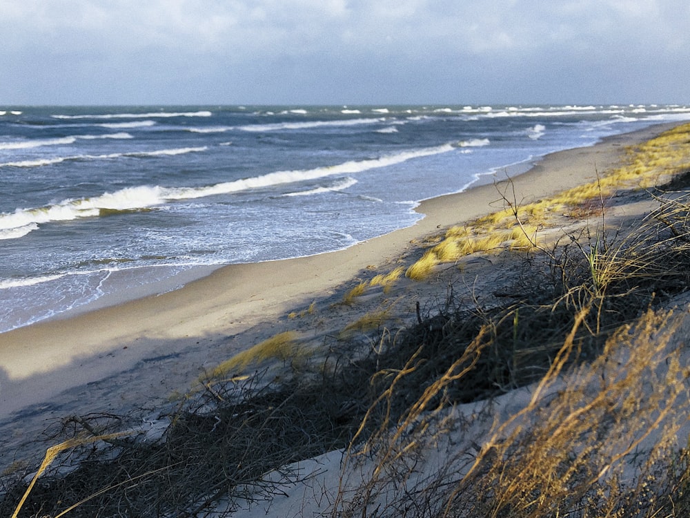 Hierba marrón en la orilla del mar durante el día