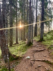Forest Walk Pass
