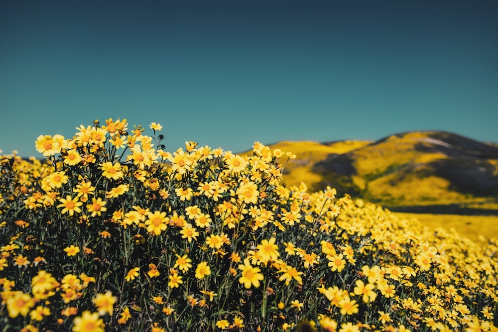 gelbes Blumenfeld unter blauem Himmel tagsüber
