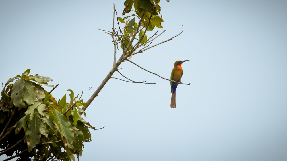pássaro laranja e verde no galho da árvore