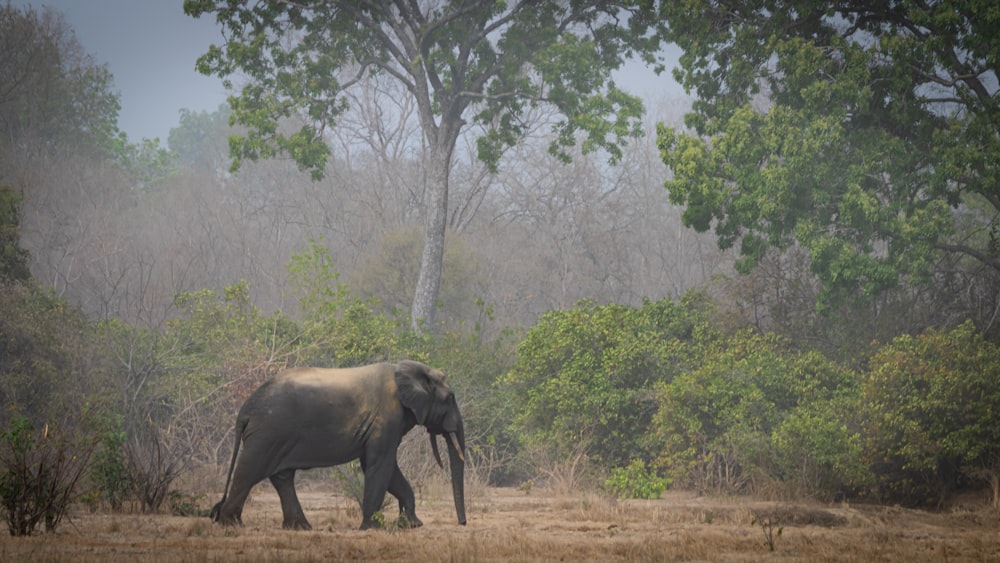 Elefante caminando en el campo de hierba marrón durante el día