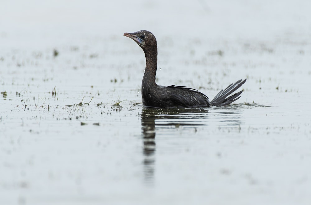 black bird on water during daytime