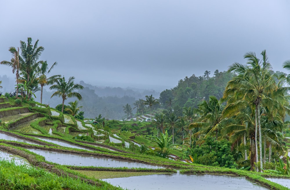 green coconut trees near body of water during daytime