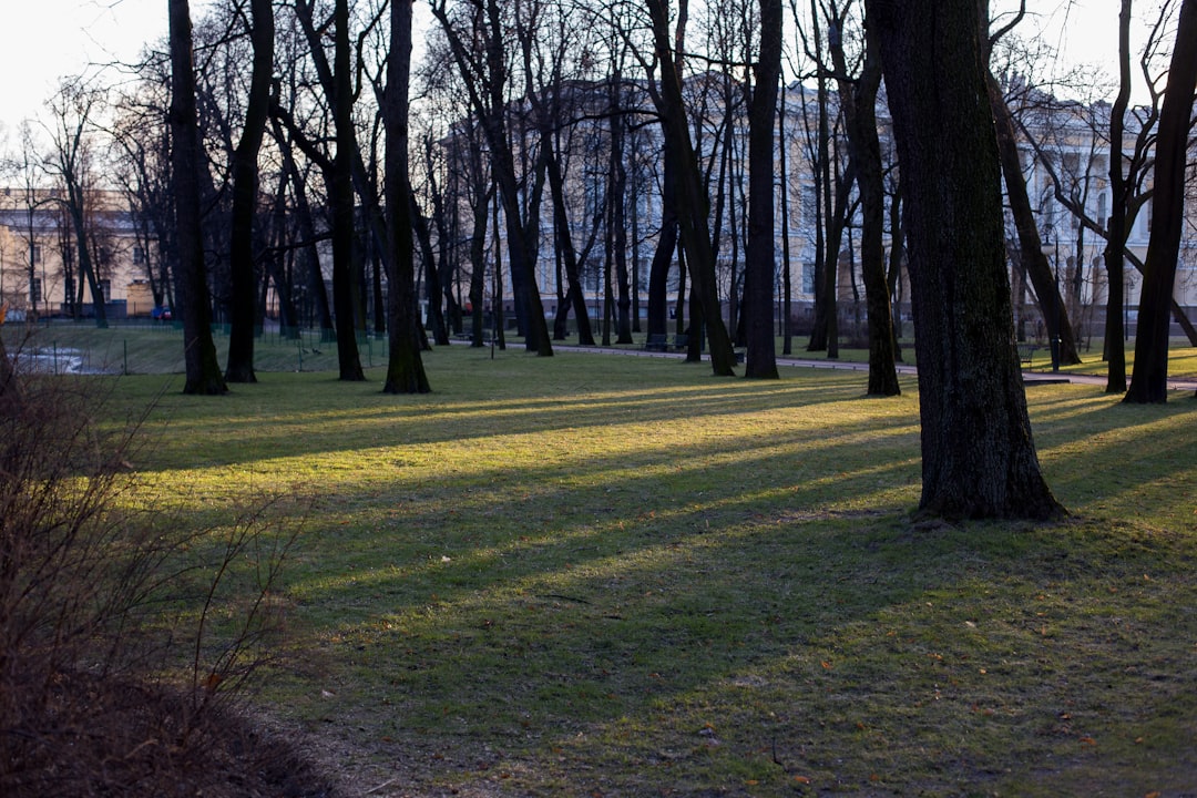 brown leafless trees on green grass field during daytime