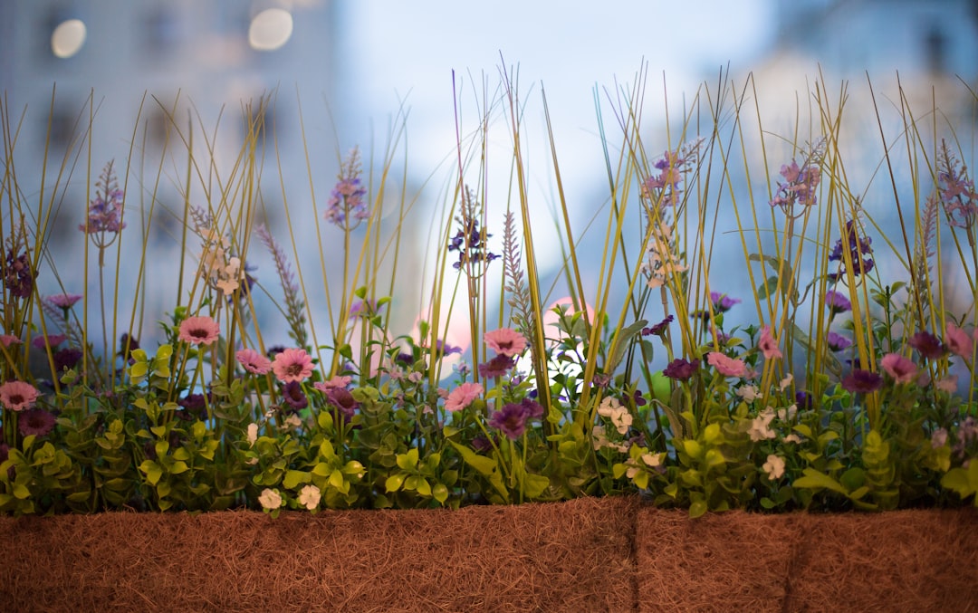 green and purple flower plants