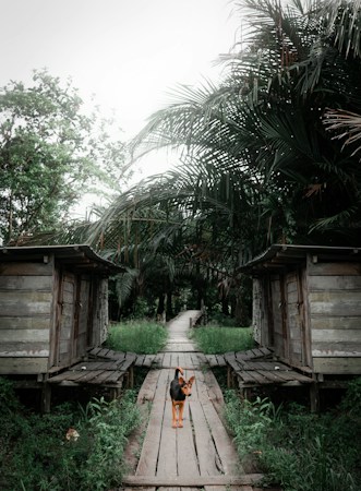 A pathway made of wooden planks extends into the distance, flanked by two rustic wooden huts on either side. In the center of the pathway stands a dog, looking towards the camera. Surrounding the scene are lush, green palm trees and other vegetation, creating a serene and natural environment.