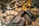 A tactical rifle with a metallic gold finish is placed on a camouflage fabric surface, accompanied by several bullets and a pair of protective goggles. The rifle features a robust black grip and adjustable stock.
