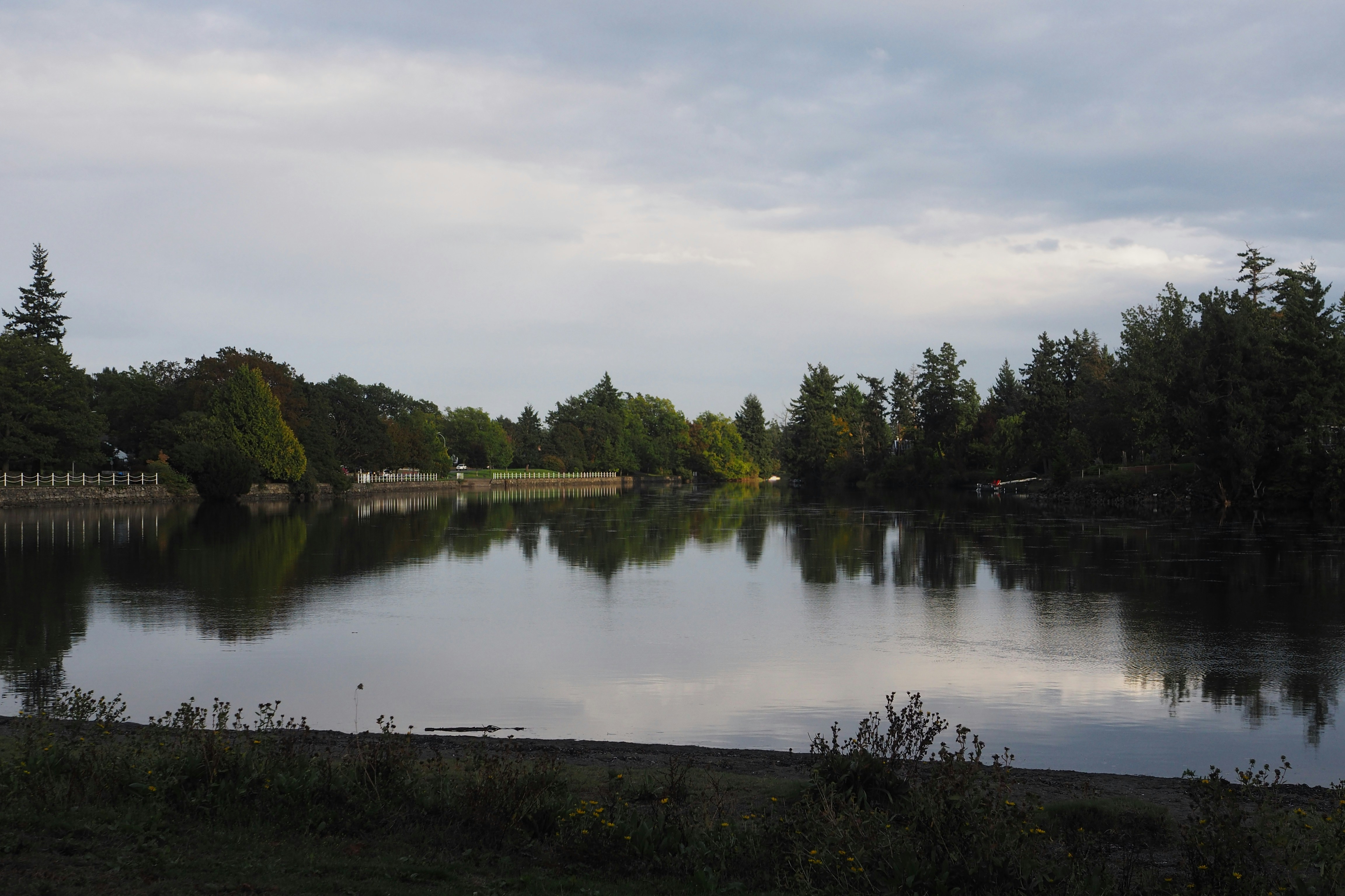 green trees beside lake under white clouds during daytime