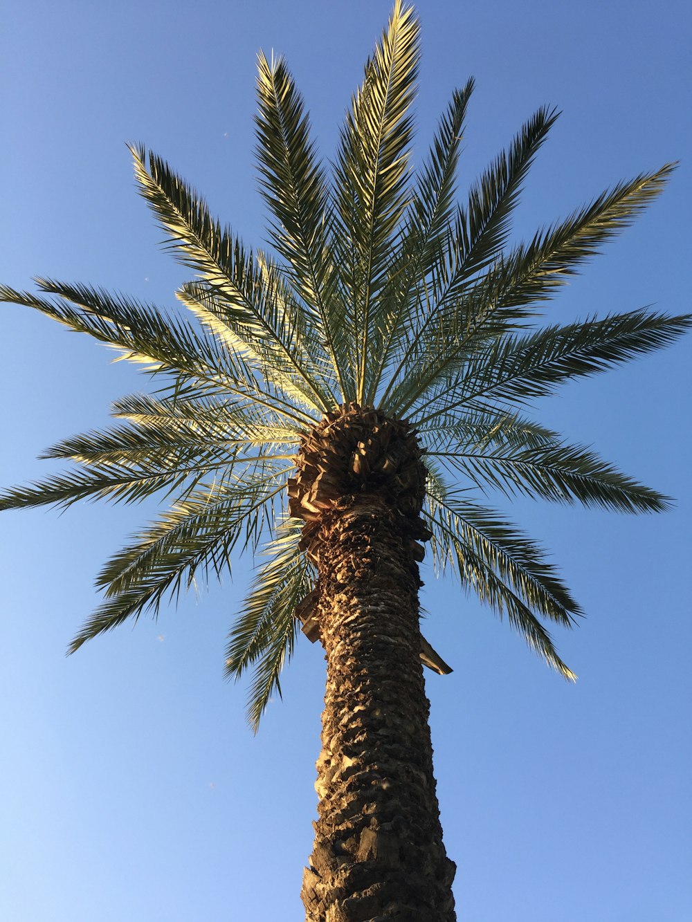 green palm tree under blue sky during daytime