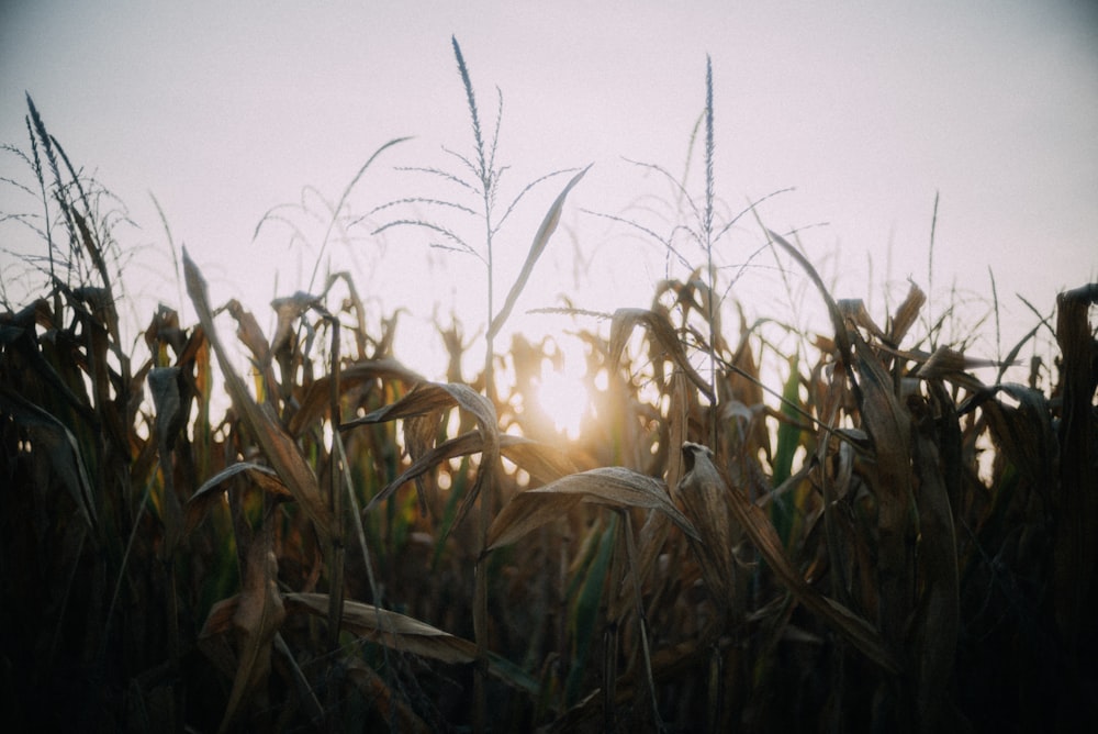 green grass field during sunset