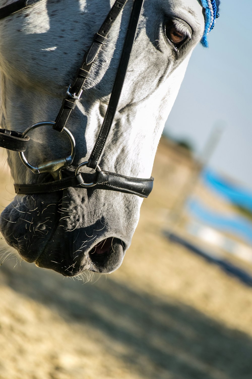 white horse with black leather strap on head