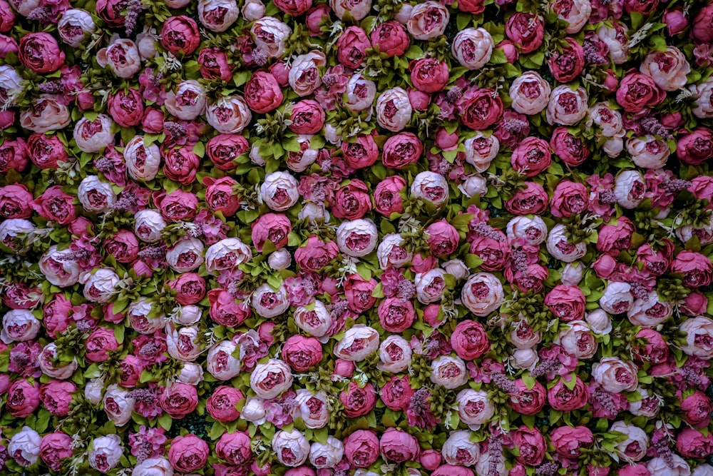 pink and green flower petals