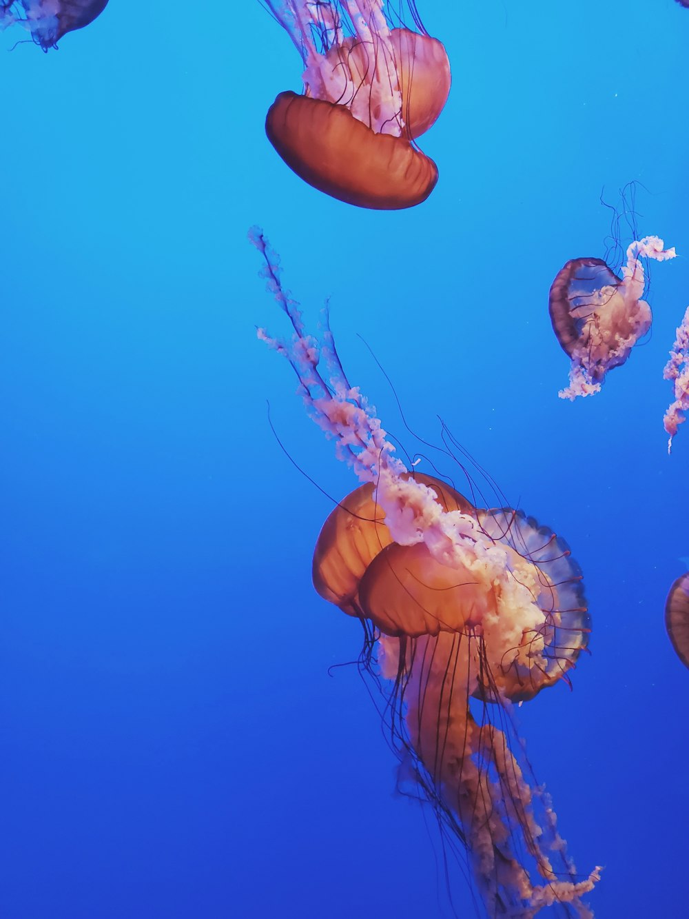 brown jellyfish in blue water
