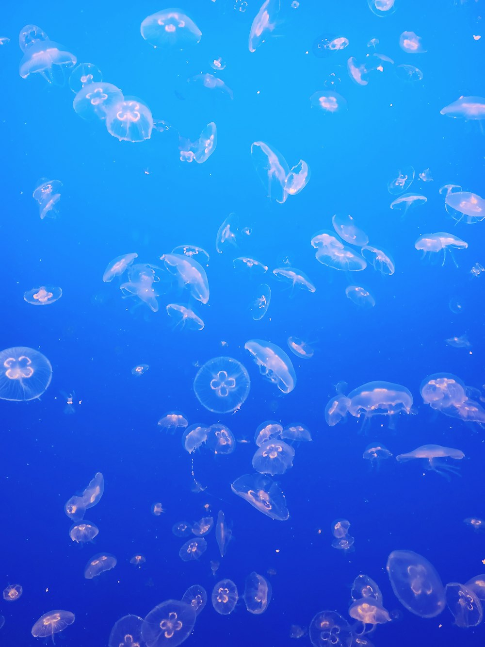 blue and white jellyfish in water