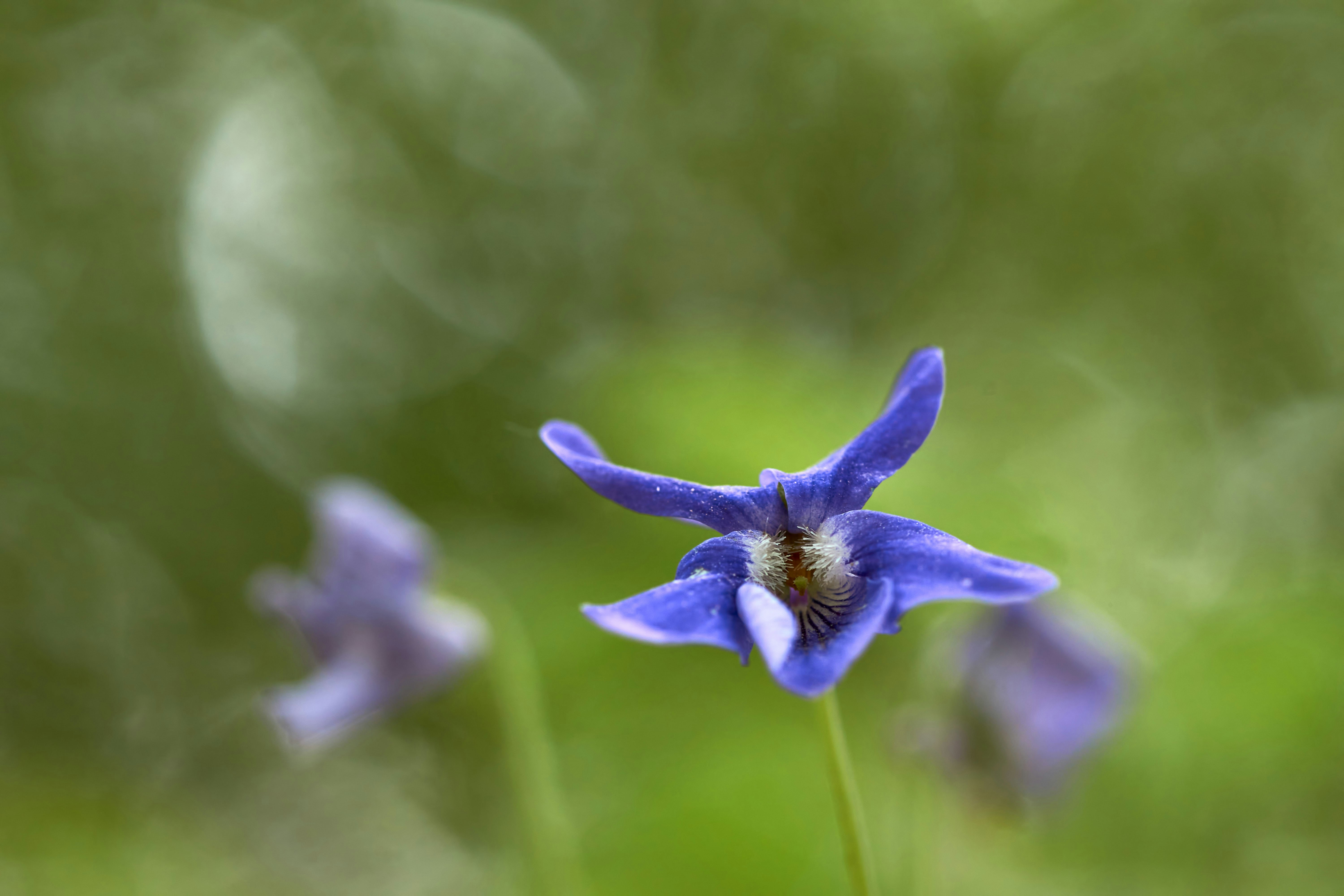 Photo by wolfgang_hasselmann