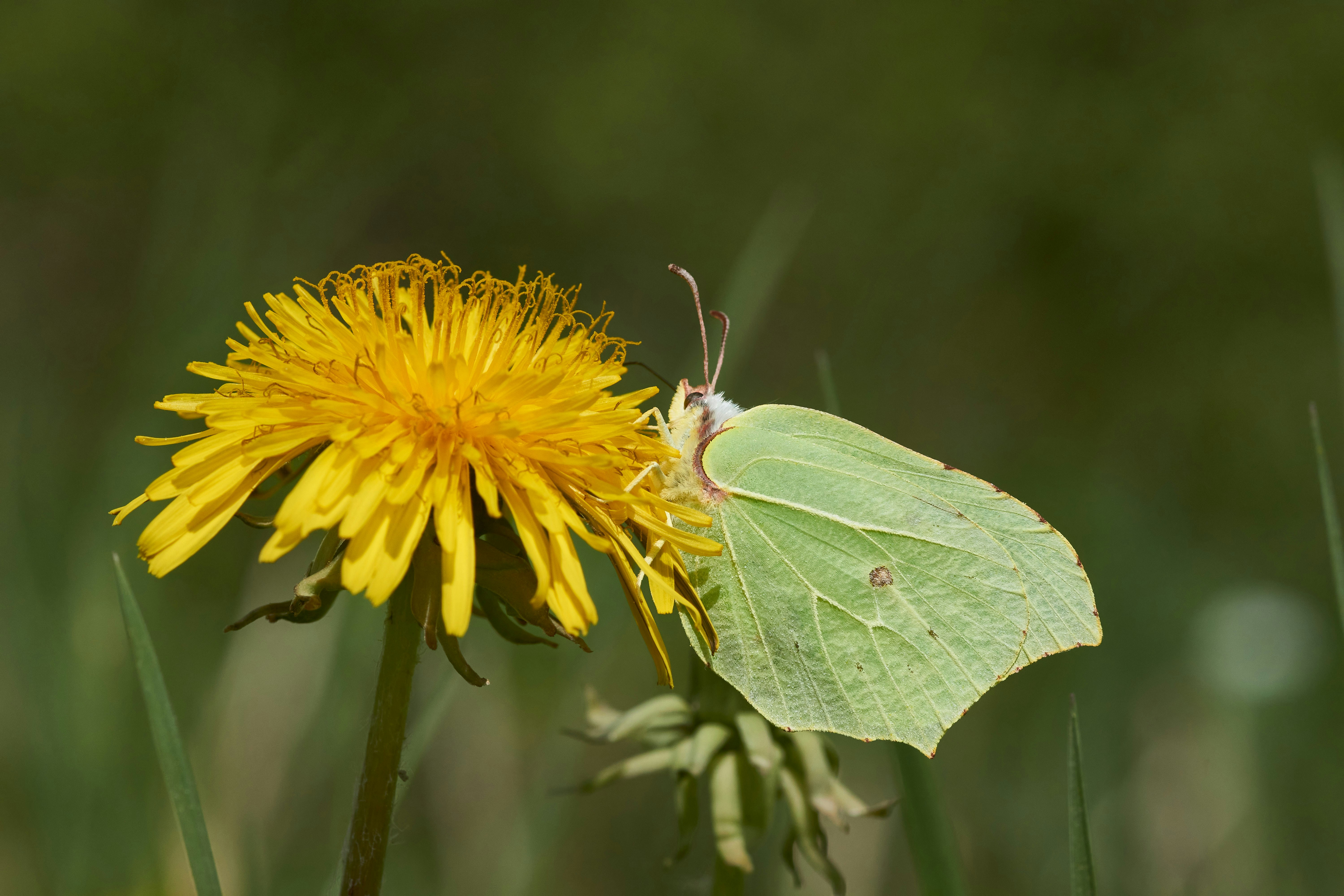 Photo by wolfgang_hasselmann