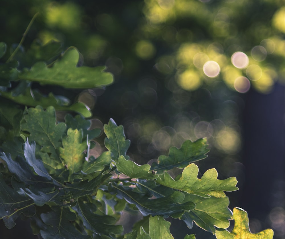 green leaves in tilt shift lens