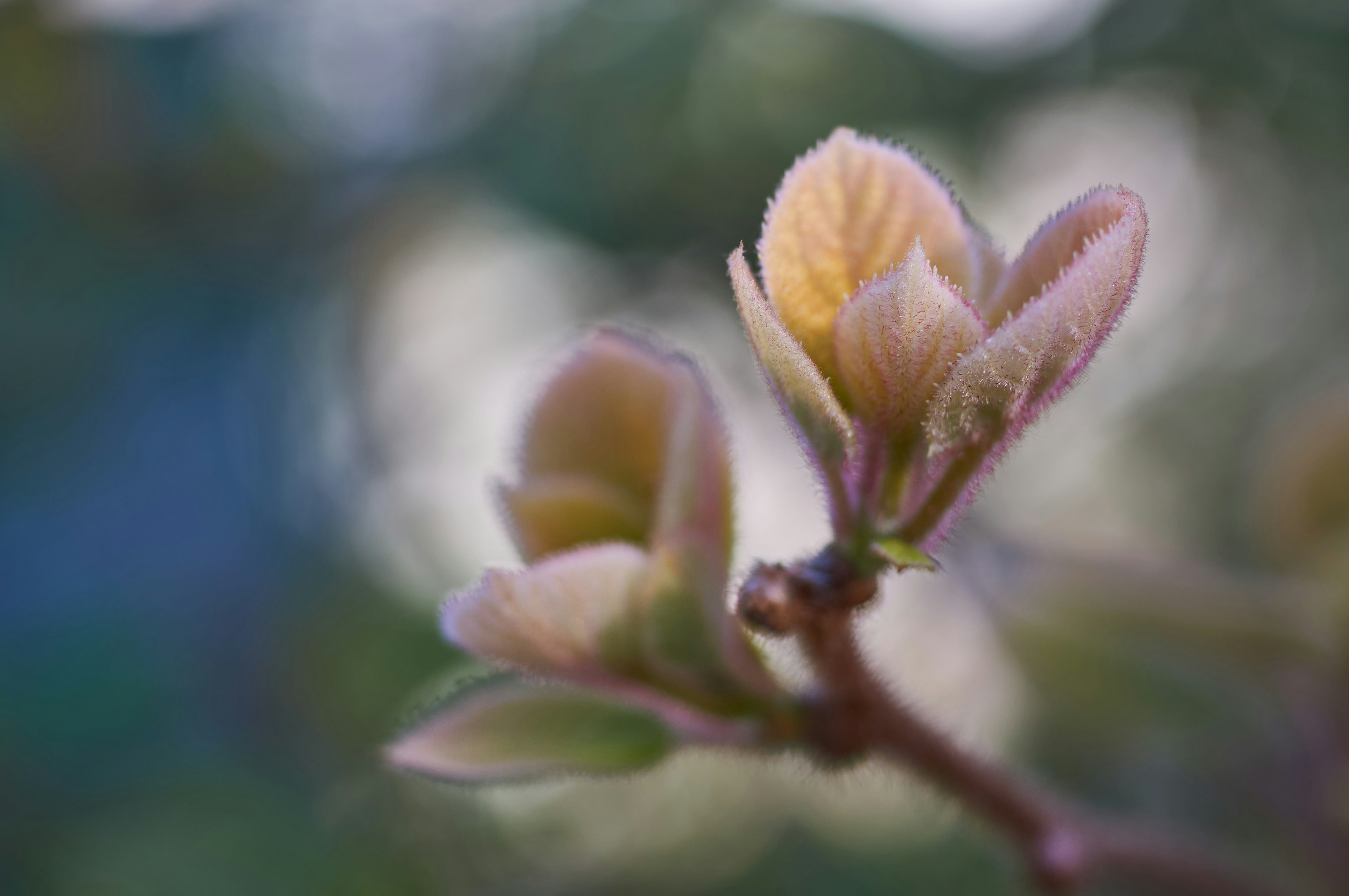 Photo by wolfgang_hasselmann