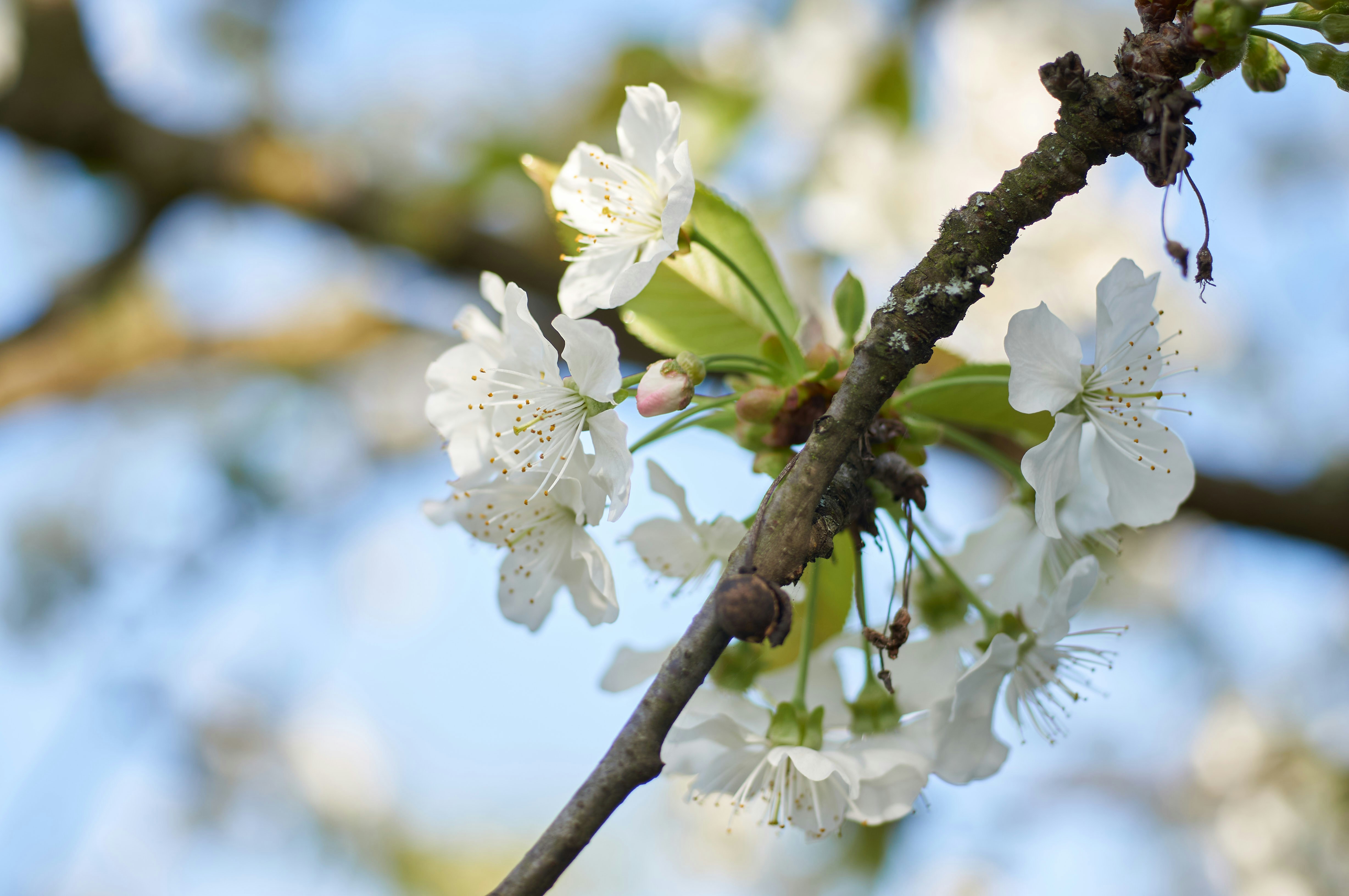 Photo by wolfgang_hasselmann