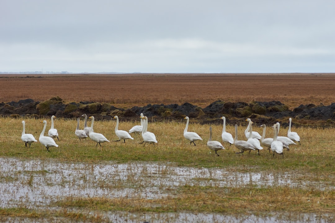 flock of white birds on brown grass field during daytime