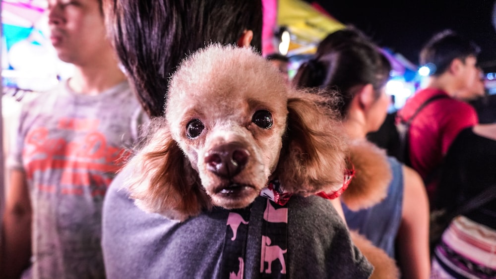 brown long coated small dog