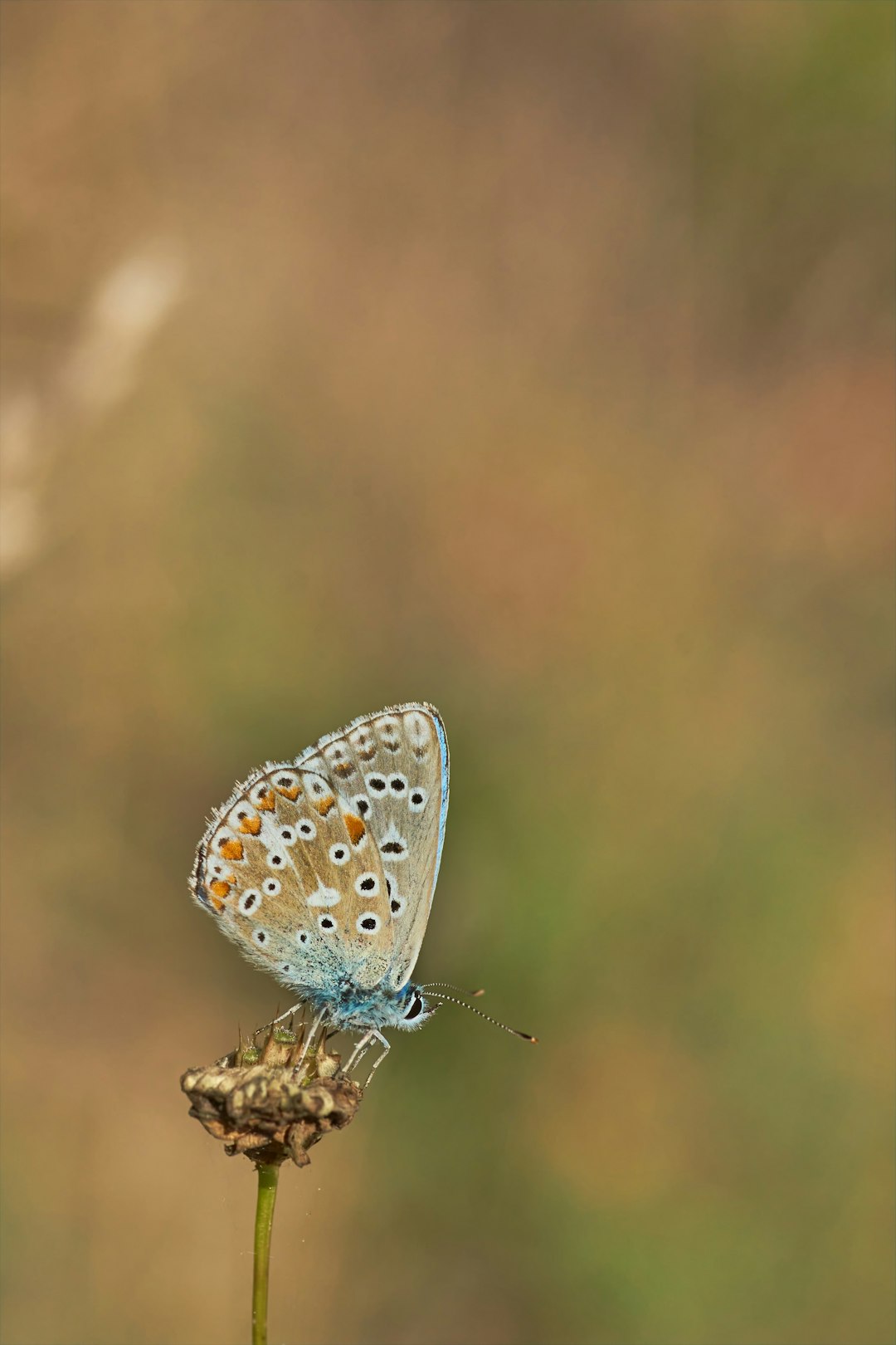 blue and white butterfly on brown wooden stick