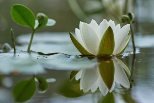 A serene close-up of a blooming water lily with dewdrops on its petals in a natural pond setting.