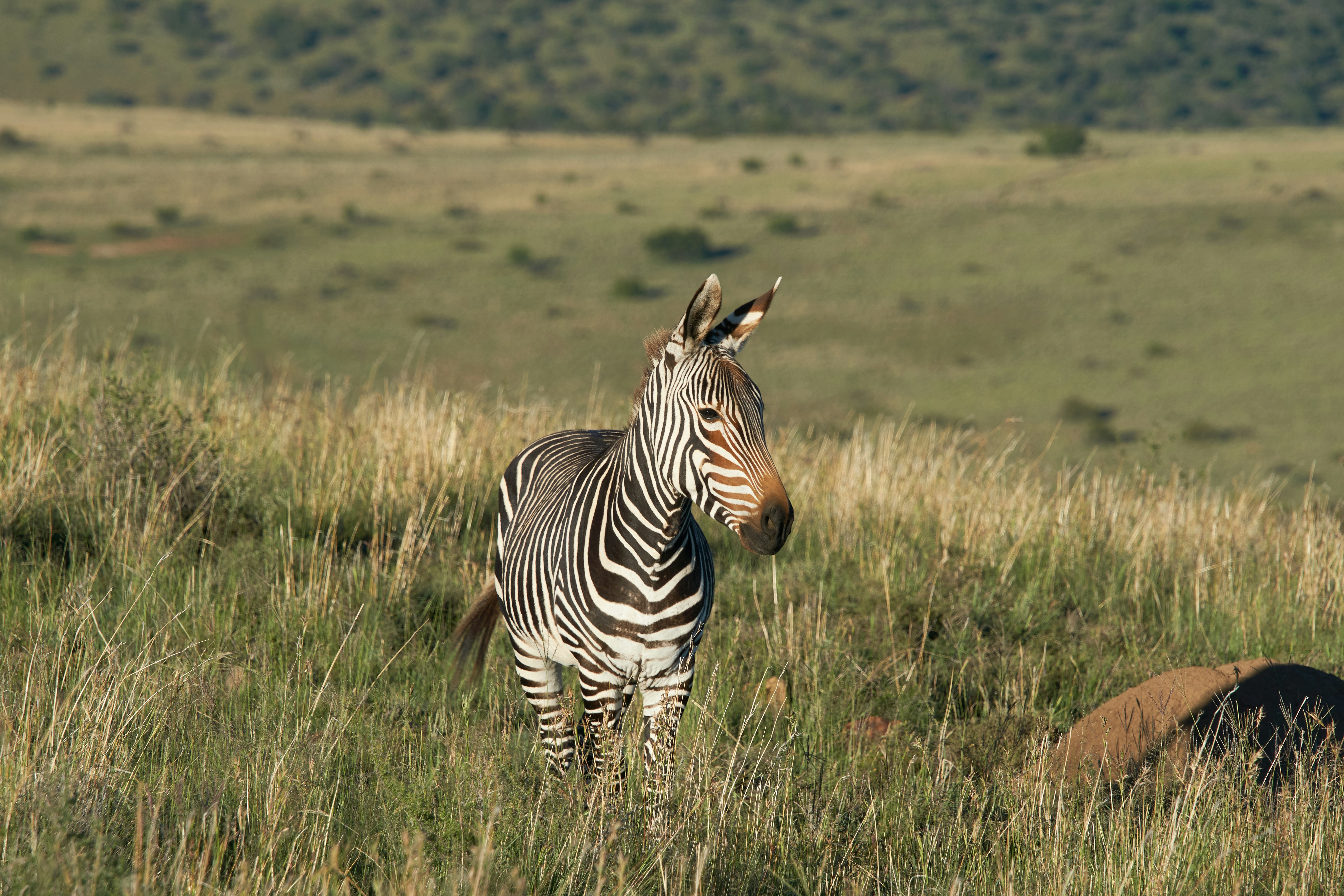 Photo by wolfgang_hasselmann