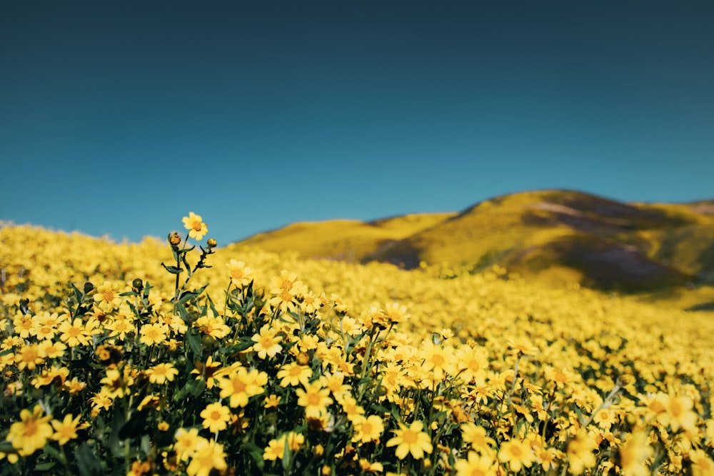 yellow flower field under blue sky during daytime