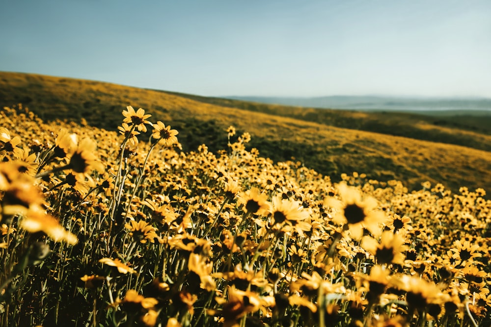 brown grass field during daytime