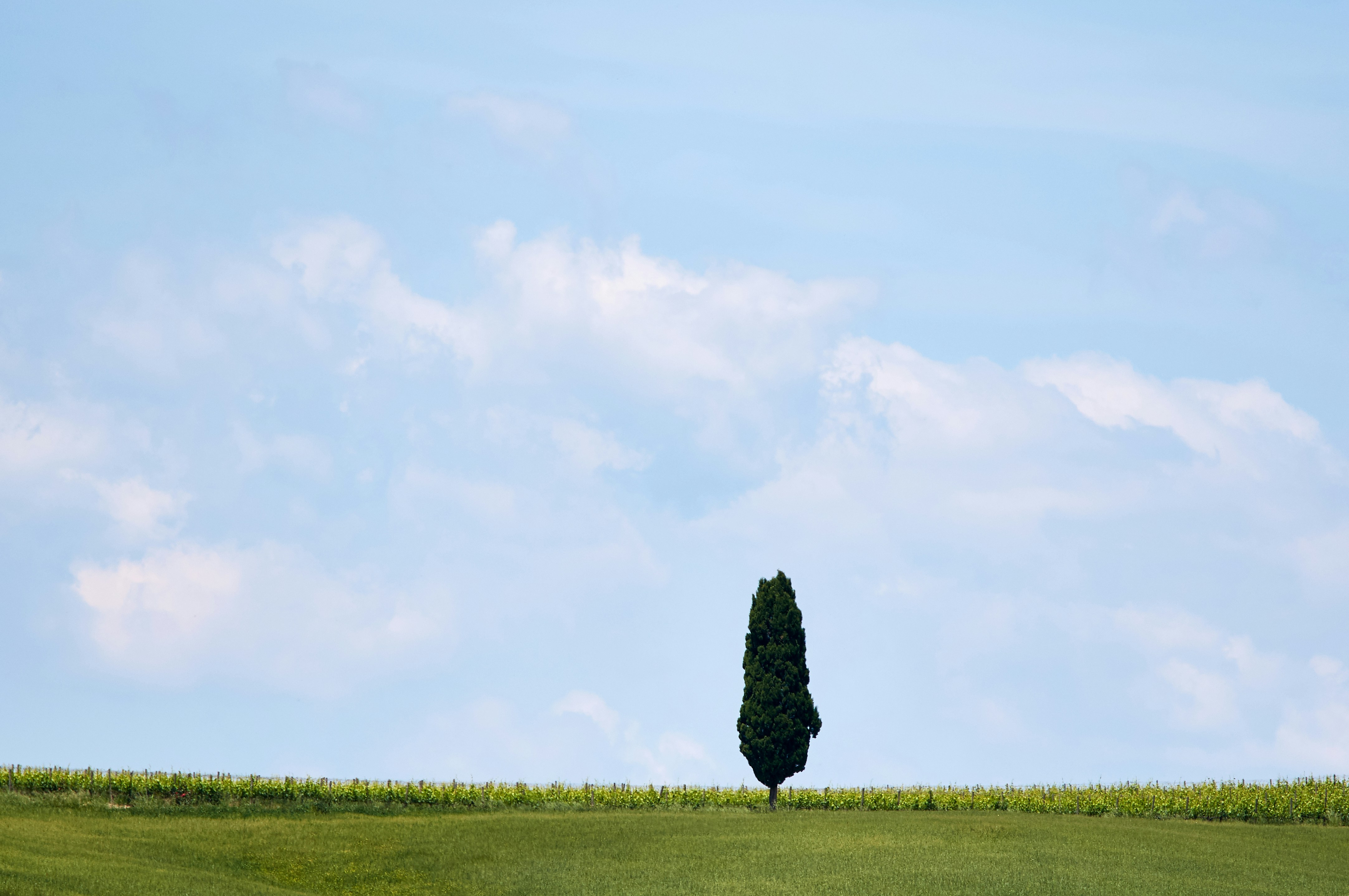 Photo by wolfgang_hasselmann