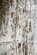 A close-up view of an old, weathered wooden surface with extensive damage and decay. The wood displays numerous holes and wear, indicating age and possible insect infestation or natural erosion.