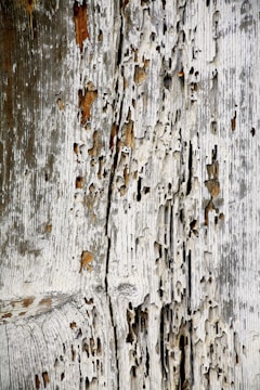 A close-up view of an old, weathered wooden surface with extensive damage and decay. The wood displays numerous holes and wear, indicating age and possible insect infestation or natural erosion.